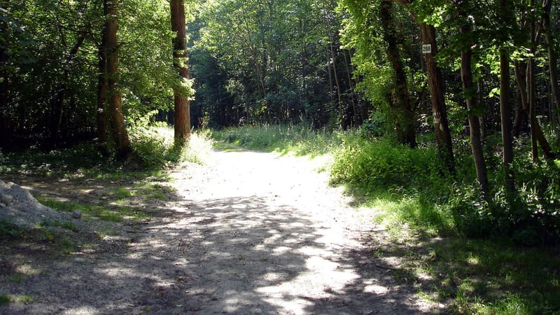 Chantilly — Foret de Chantilly - Parcelle 268
