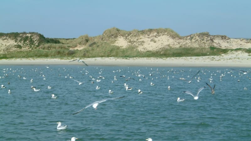 Le Touquet-Paris-Plage — Le Touquet-Paris-Plage - Dunes au sud, vues de la mer