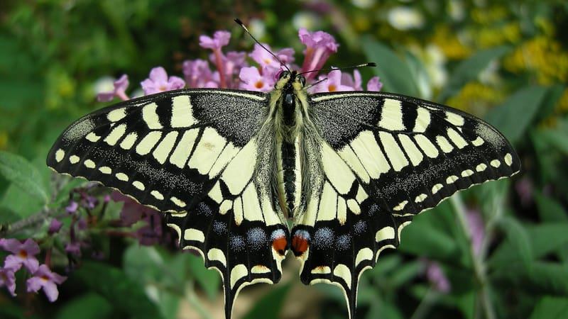 Bouxwiller — Thomas Bresson - Machaon-1 (by)