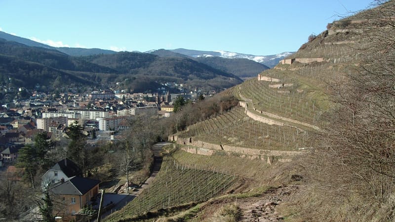 Guebwiller — 2008 02 02 Vignoble de Guebwiller