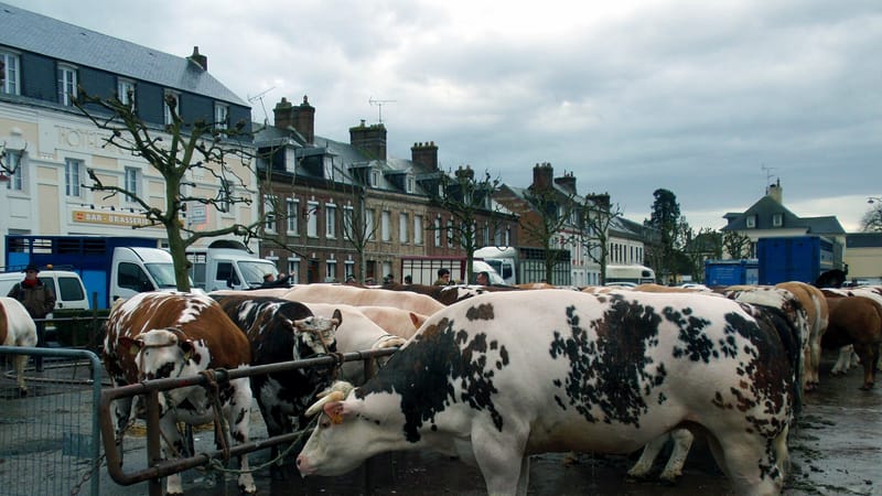 Terres-de-Caux — Fauville-en-Caux foire animaux de boucherie