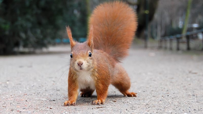 Pertuis — Eichhörnchen Düsseldorf Hofgarten edit