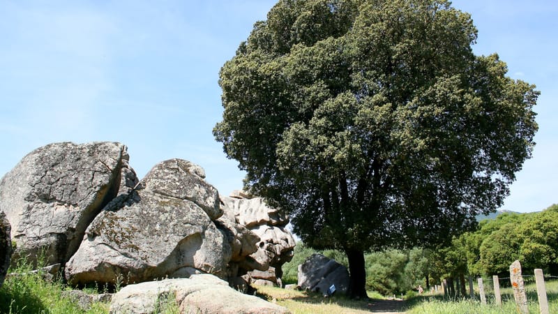 Pertuis — Quercus ilex JPG1
