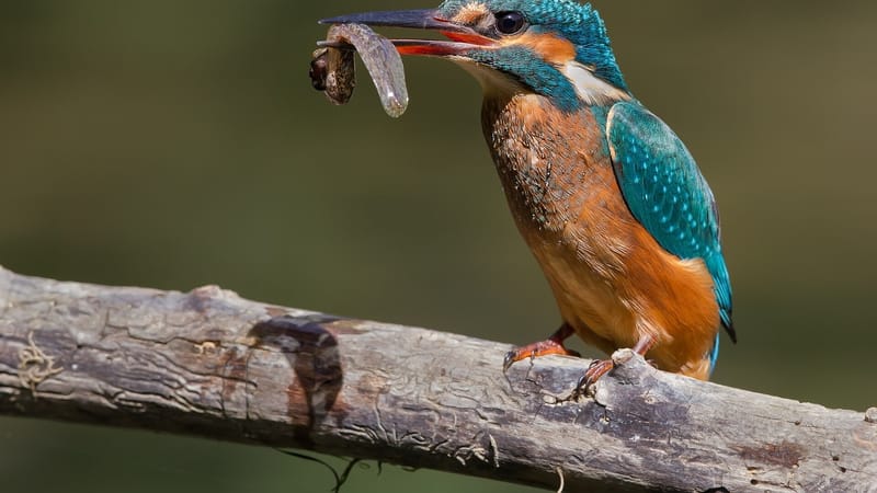 Livry-Gargan — Kingfisher eating a tadpole