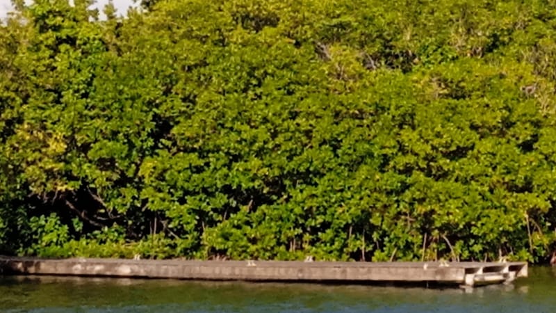 Morne-à-l'Eau — Ponton d'amarrage à l'îlet Macou