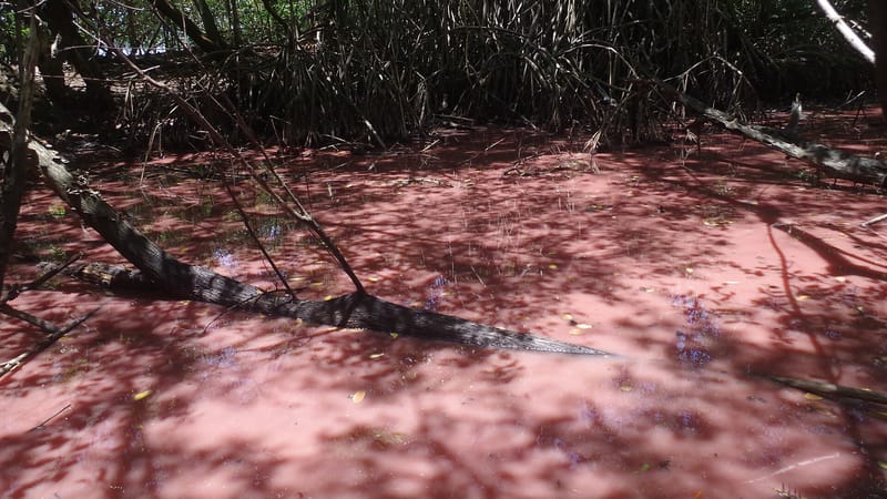 La Trinité — Mangrove rose de La Trinité (Martinique)