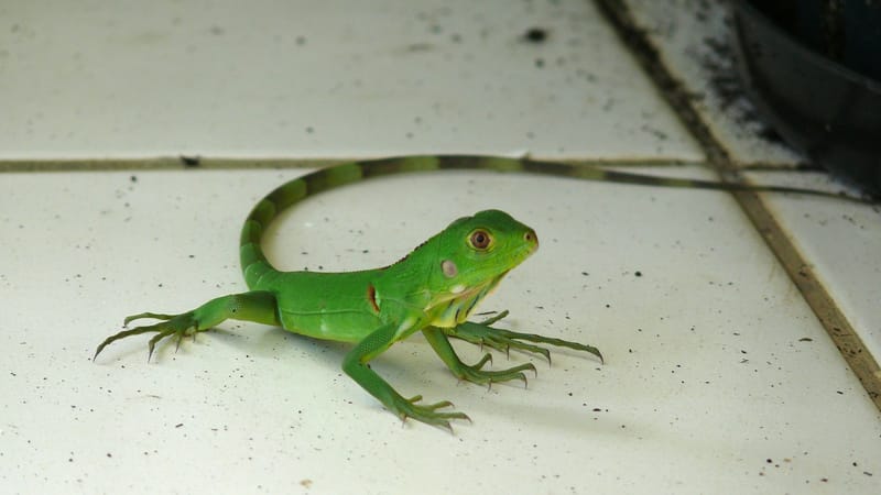 Kourou — Lézard jeune kourou