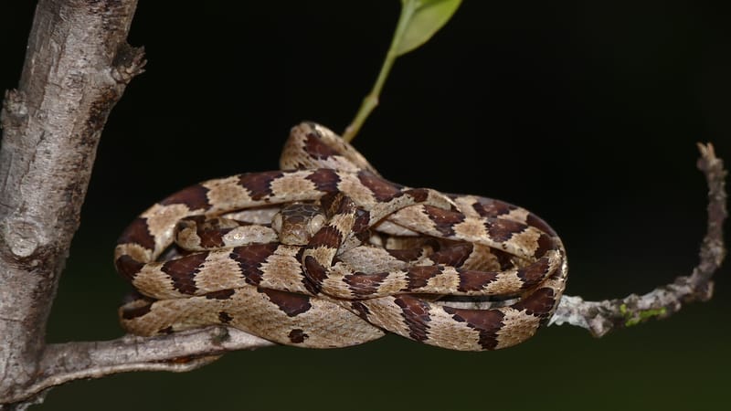 Matoury — Blunthead Tree Snake (Imantodes cenchoa) (38519818172)
