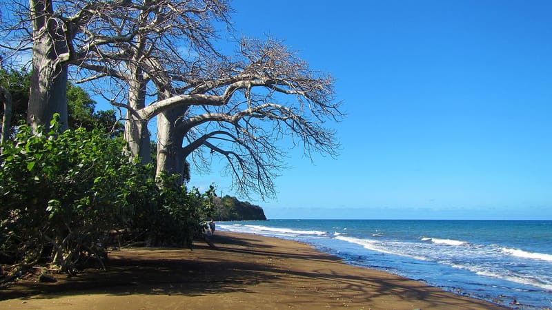 Bandrele — Sakouli baobabs