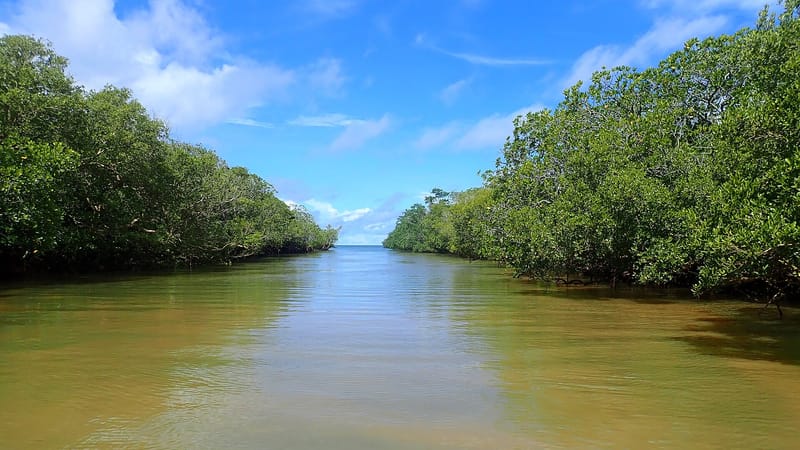 Dembeni — Mangrove Hajangoua