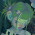 alive fgsd