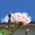 rose rose